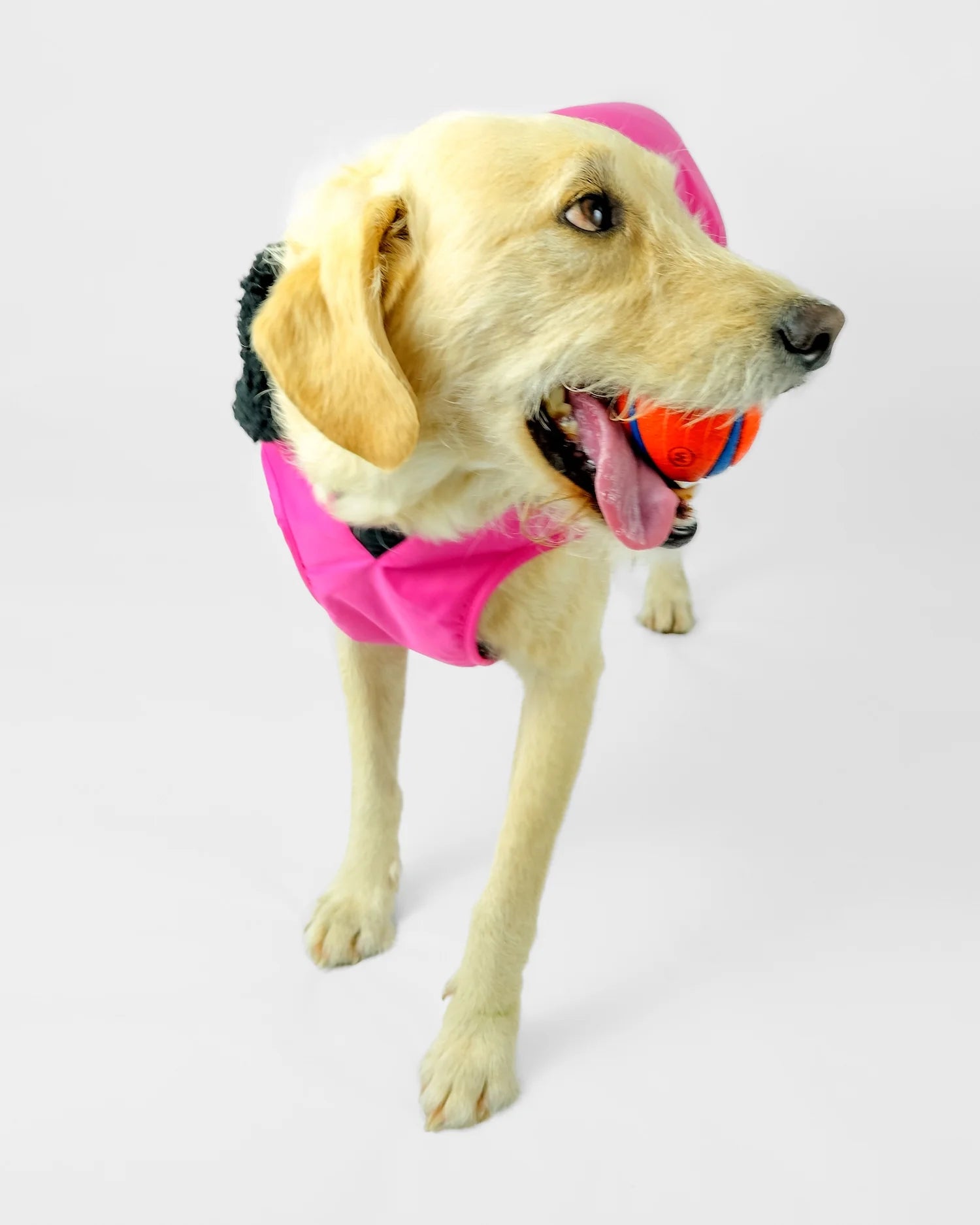 Pink Black Dog Coat