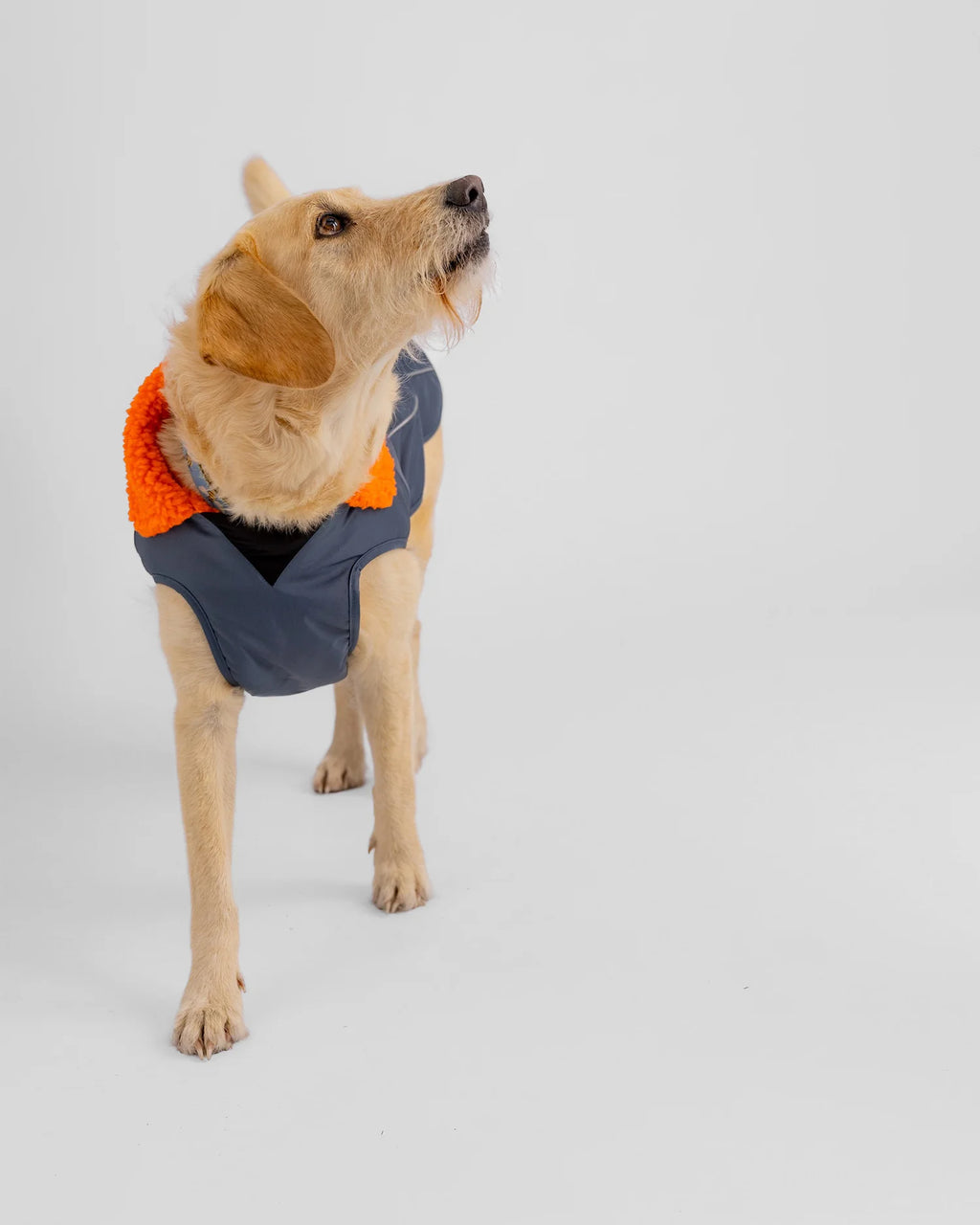 Dark Grey Orange Dog Coat