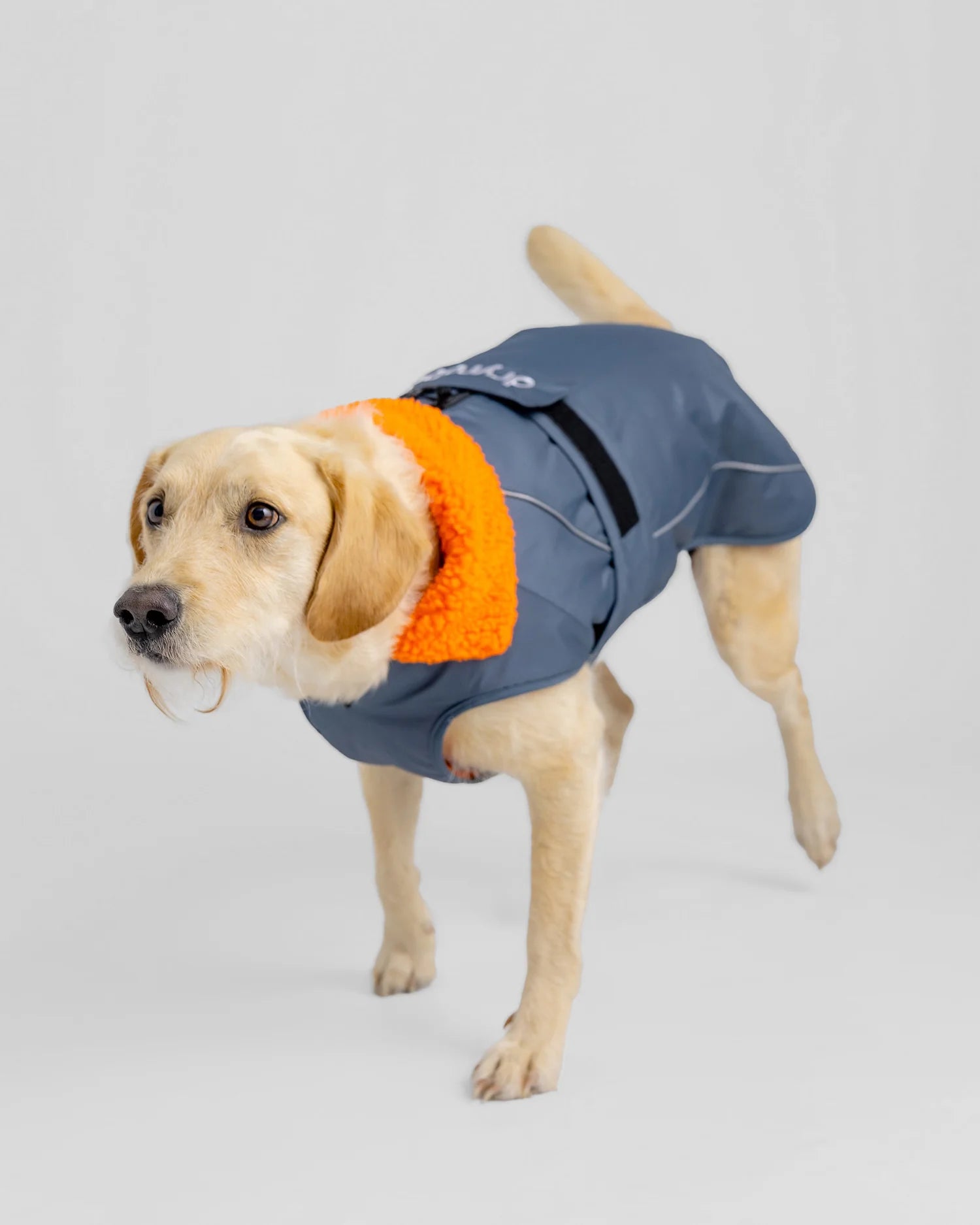 Dark Grey Orange Dog Coat