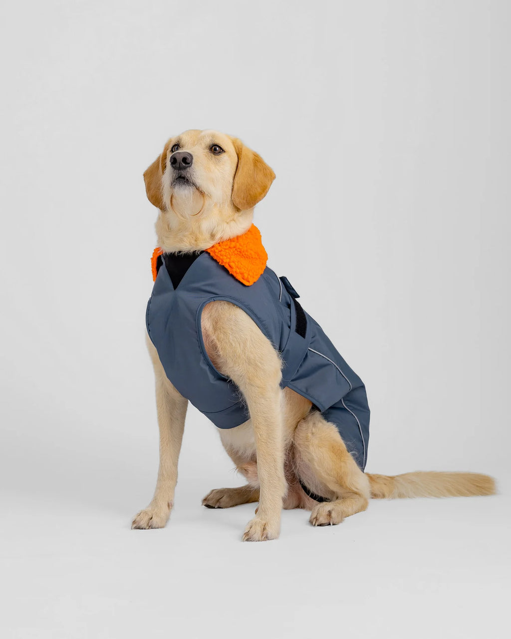 Dark Grey Orange Dog Coat